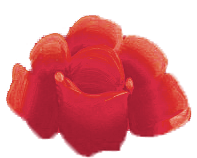 Example image of side petals